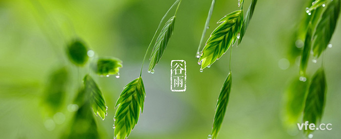 谷雨 谷雨