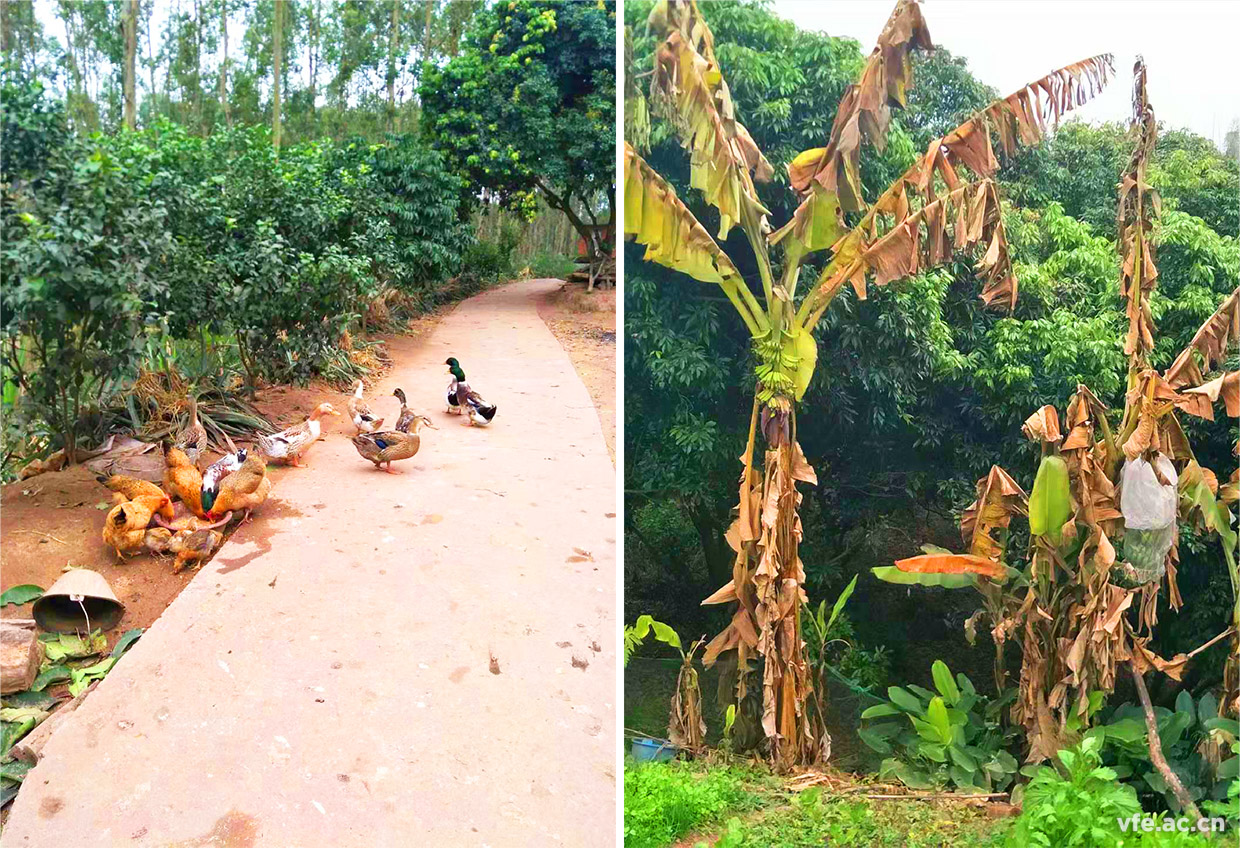 家鄉(xiāng)的風(fēng)景 家鄉(xiāng)的風(fēng)景